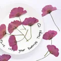 Lot de 12 fleurs cosmos séchées teintées pour cartes et déco – 4