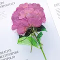 Lot de 12 fleurs cosmos séchées teintées pour cartes et déco – 6