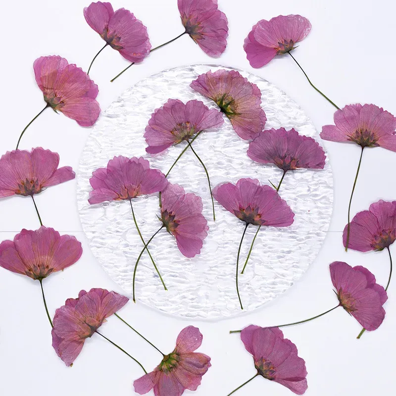 Lot de 12 fleurs cosmos séchées teintées pour cartes et déco