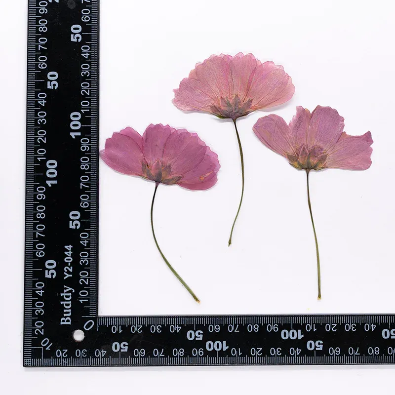 Lot de 12 fleurs cosmos séchées teintées pour cartes et déco