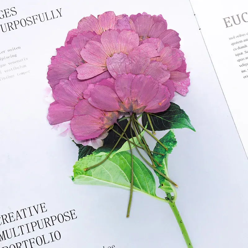 Lot de 12 fleurs cosmos séchées teintées pour cartes et déco