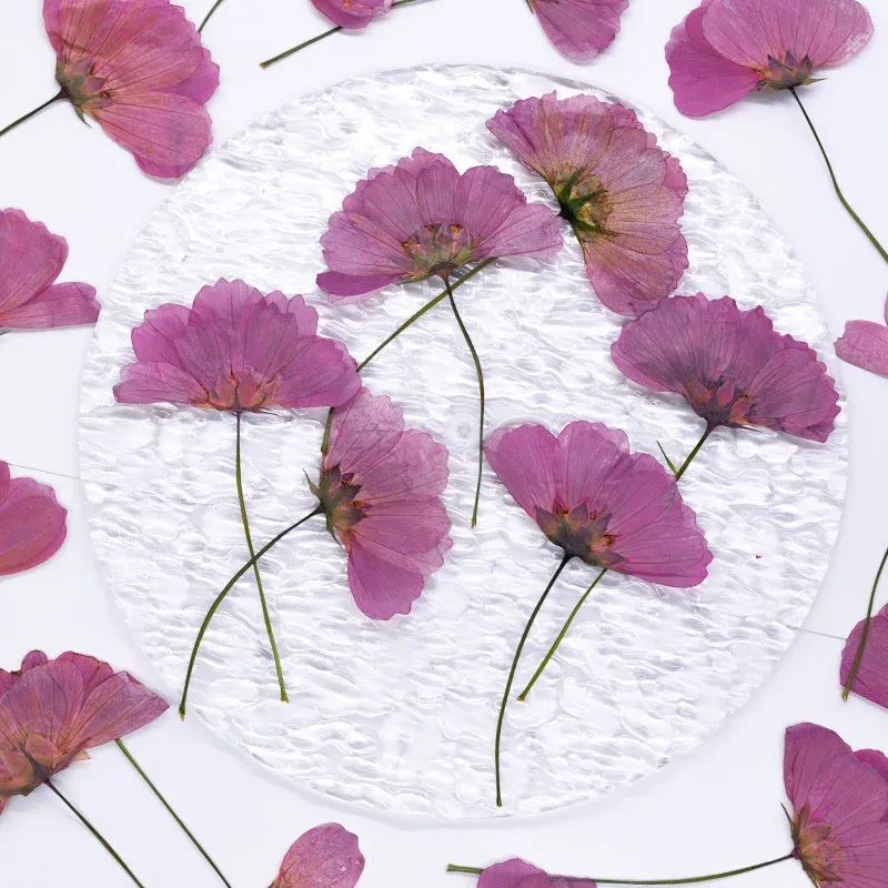 Lot de 12 fleurs cosmos séchées teintées pour cartes et déco