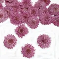 Lot de 12 fleurs de chrysanthème séchées 2 à 3 cm – 1