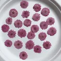 Lot de 12 fleurs de chrysanthème séchées 2 à 3 cm – 2