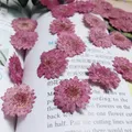 Lot de 12 fleurs de chrysanthème séchées 2 à 3 cm – 3