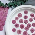 Lot de 12 fleurs de chrysanthème séchées 2 à 3 cm – 4