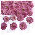 Lot de 12 fleurs de chrysanthème séchées 2 à 3 cm – 5
