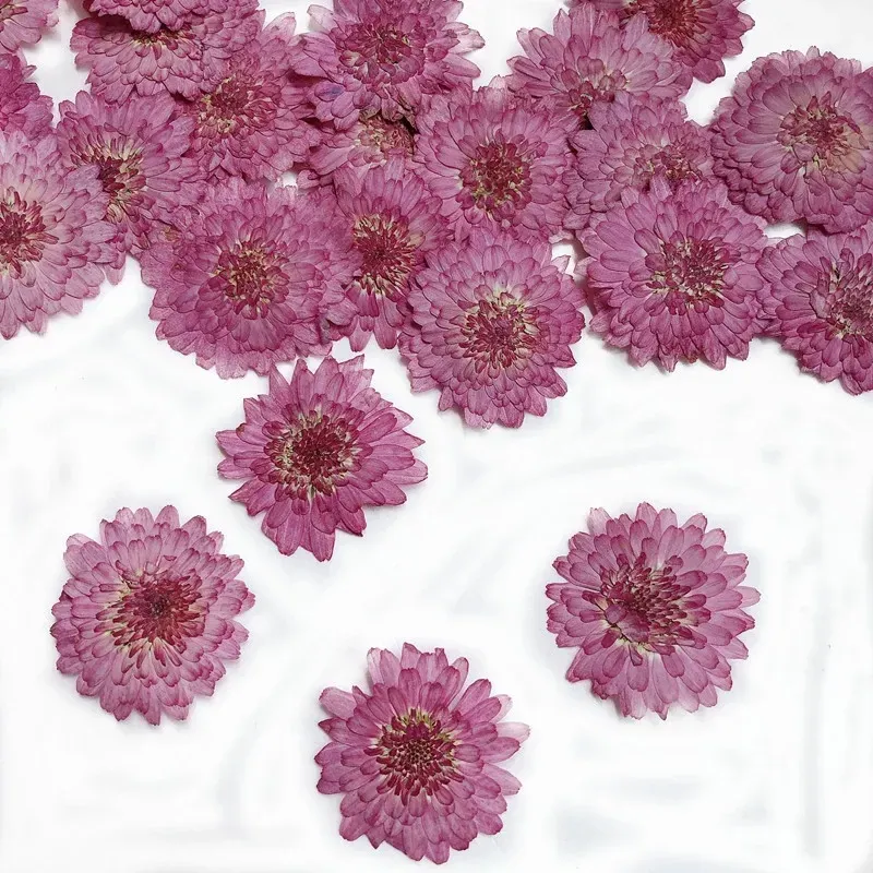 Lot de 12 fleurs de chrysanthème séchées 2 à 3 cm