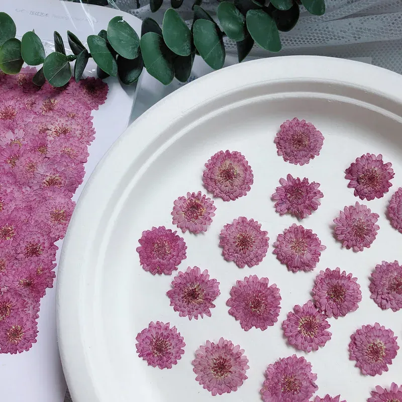 Lot de 12 fleurs de chrysanthème séchées 2 à 3 cm