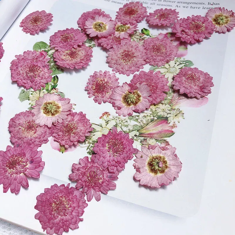 Lot de 12 fleurs de chrysanthème séchées 2 à 3 cm