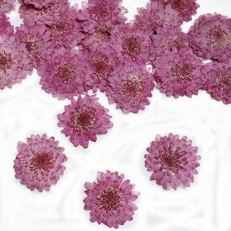Lot de 12 fleurs de chrysanthème séchées 2 à 3 cm