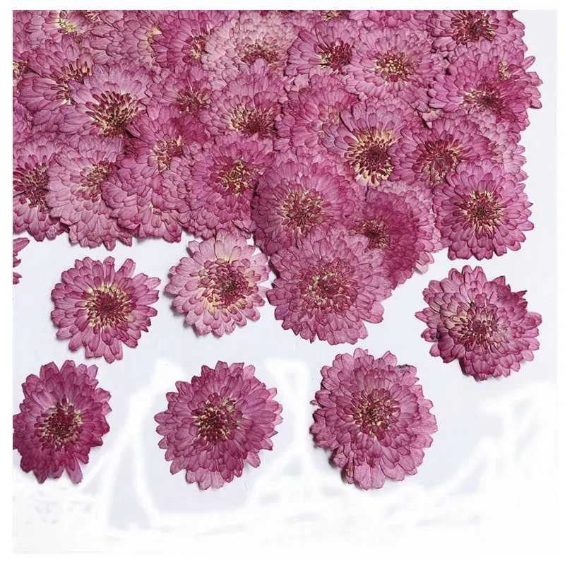 Lot de 12 fleurs de chrysanthème séchées 2 à 3 cm