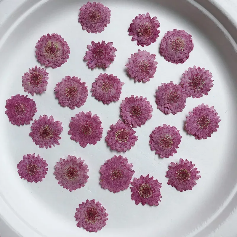 Lot de 12 fleurs de chrysanthème séchées 2 à 3 cm