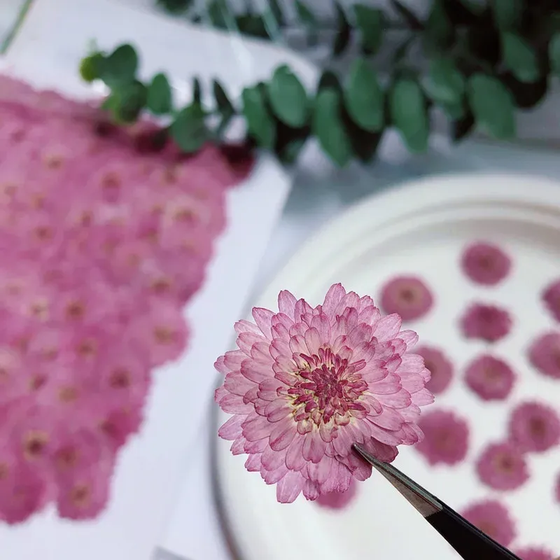 Lot de 12 fleurs de chrysanthème séchées 2 à 3 cm