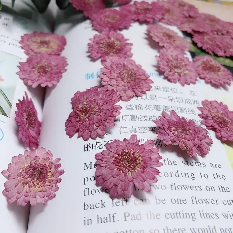 Lot de 12 fleurs de chrysanthème séchées 2 à 3 cm