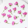 Lot de 50 mini fleurs séchées pressées pour bijoux et cartes – 1