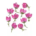 Lot de 50 mini fleurs séchées pressées pour bijoux et cartes – 2