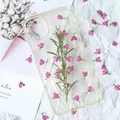 Lot de 50 mini fleurs séchées pressées pour bijoux et cartes – 3