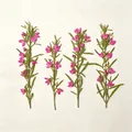 Lot de 50 mini fleurs séchées pressées pour bijoux et cartes – 4