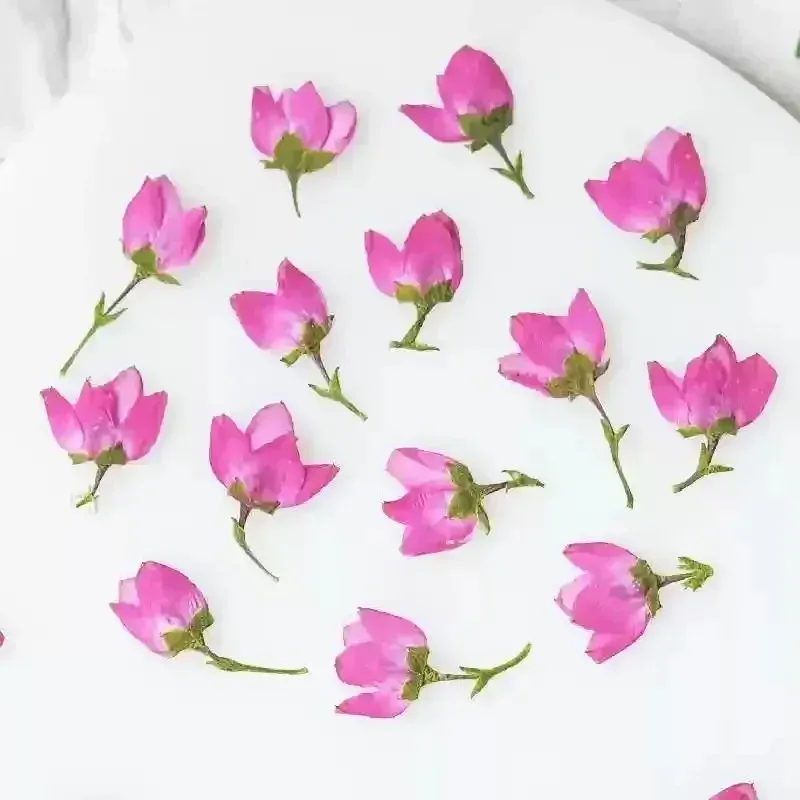 Lot de 50 mini fleurs séchées pressées pour bijoux et cartes