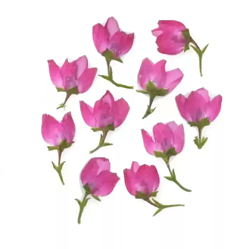 Lot de 50 mini fleurs séchées pressées pour bijoux et cartes