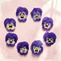 Lot de 60 fleurs de pensée bleues séchées pour bijoux et cartes – 2