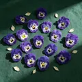 Lot de 60 fleurs de pensée bleues séchées pour bijoux et cartes – 3