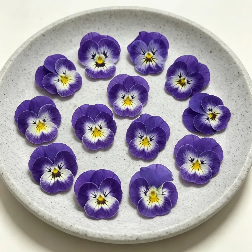 Lot de 60 fleurs de pensée bleues séchées pour bijoux et cartes