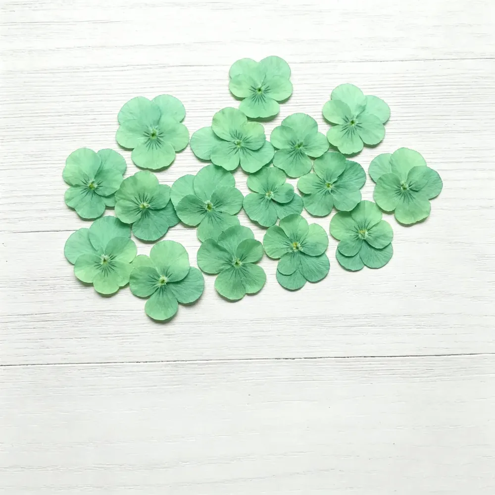 Lot de 60 fleurs de pensée tricolores séchées pour bijoux et cartes