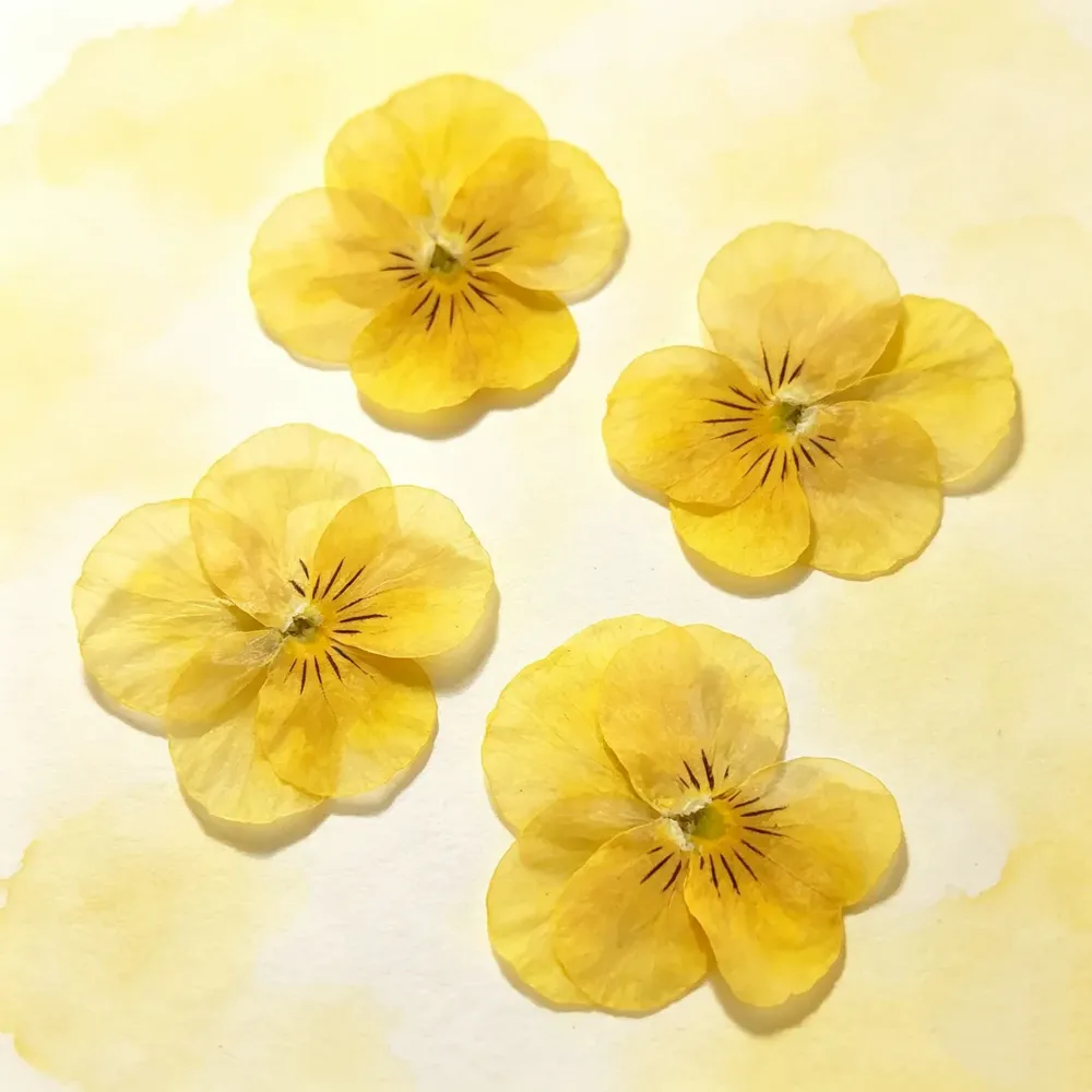 Lot de 60 fleurs de pensée tricolores séchées pour bijoux et cartes