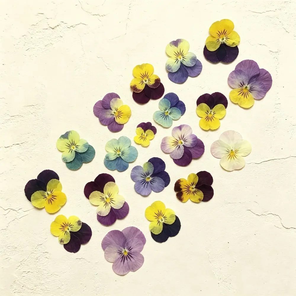 Lot de 60 fleurs de pensée tricolores séchées pour bijoux et cartes