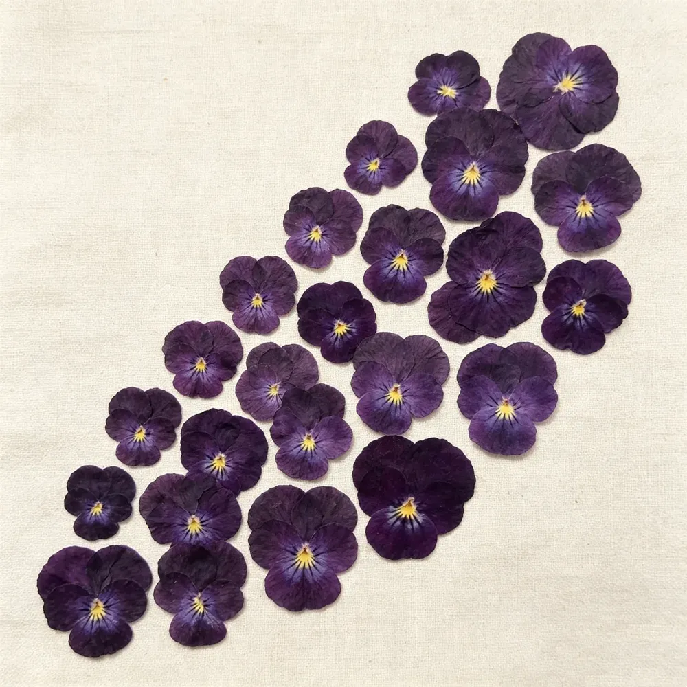 Lot de 60 fleurs de pensée tricolores séchées pour bijoux et cartes
