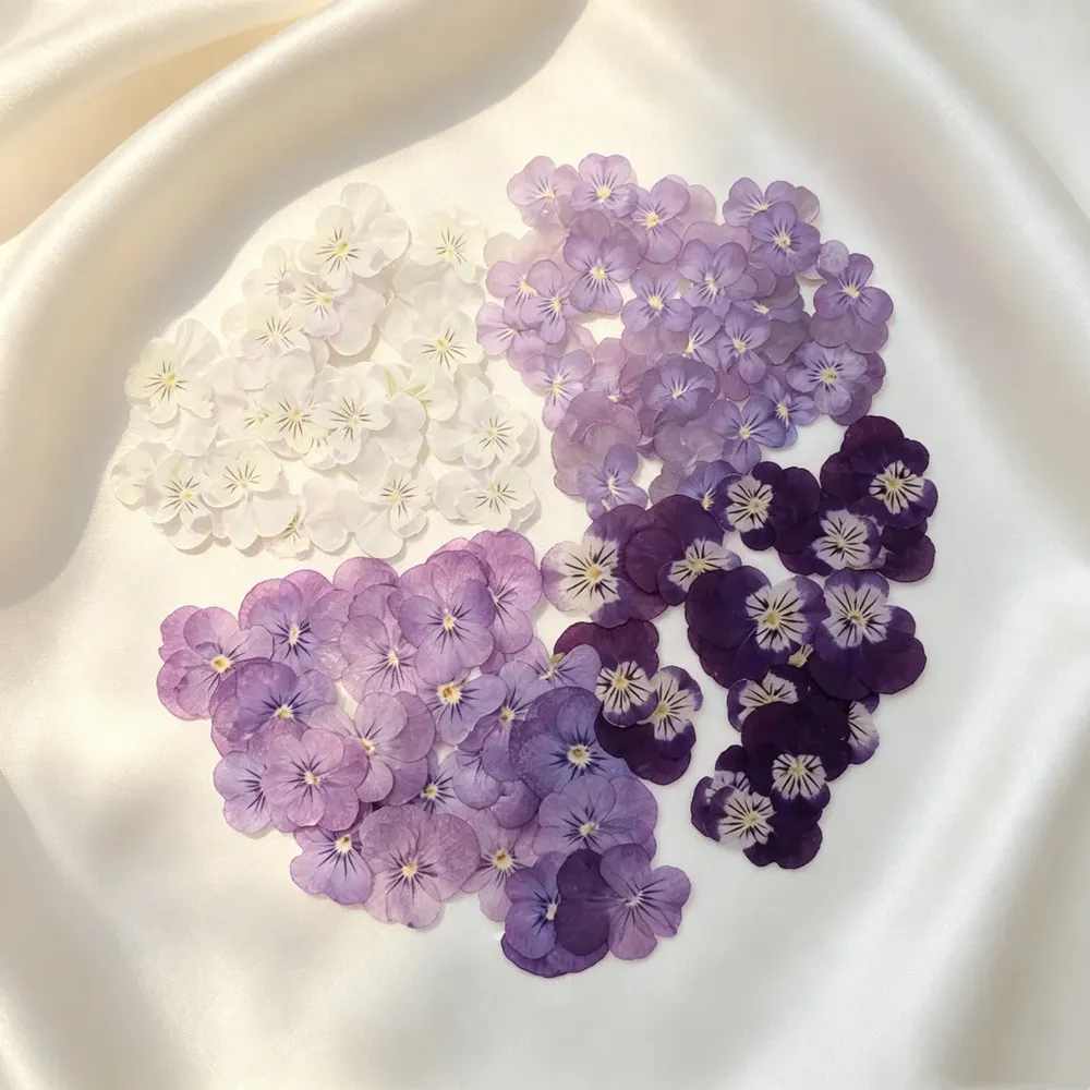 Lot de 60 fleurs de pensée tricolores séchées pour bijoux et cartes