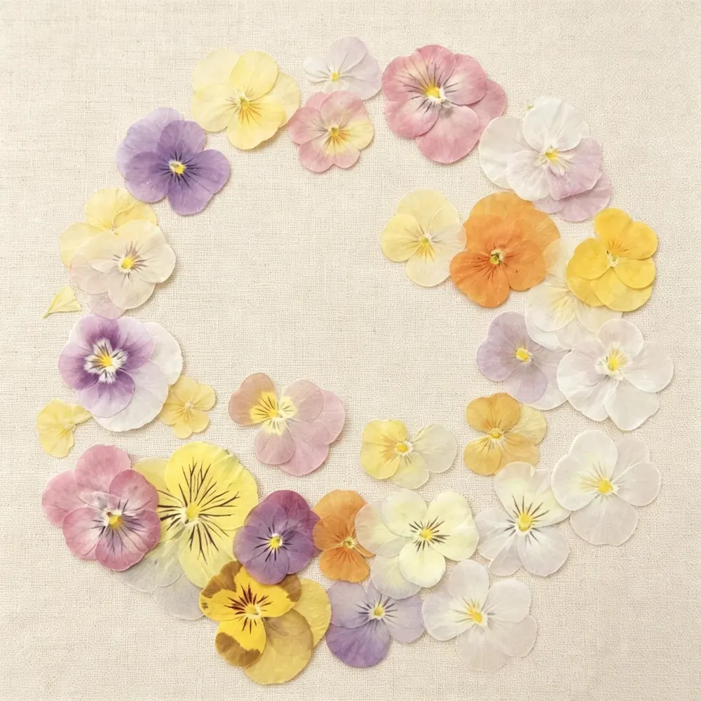 Lot de 60 fleurs de pensée tricolores séchées pour bijoux et cartes