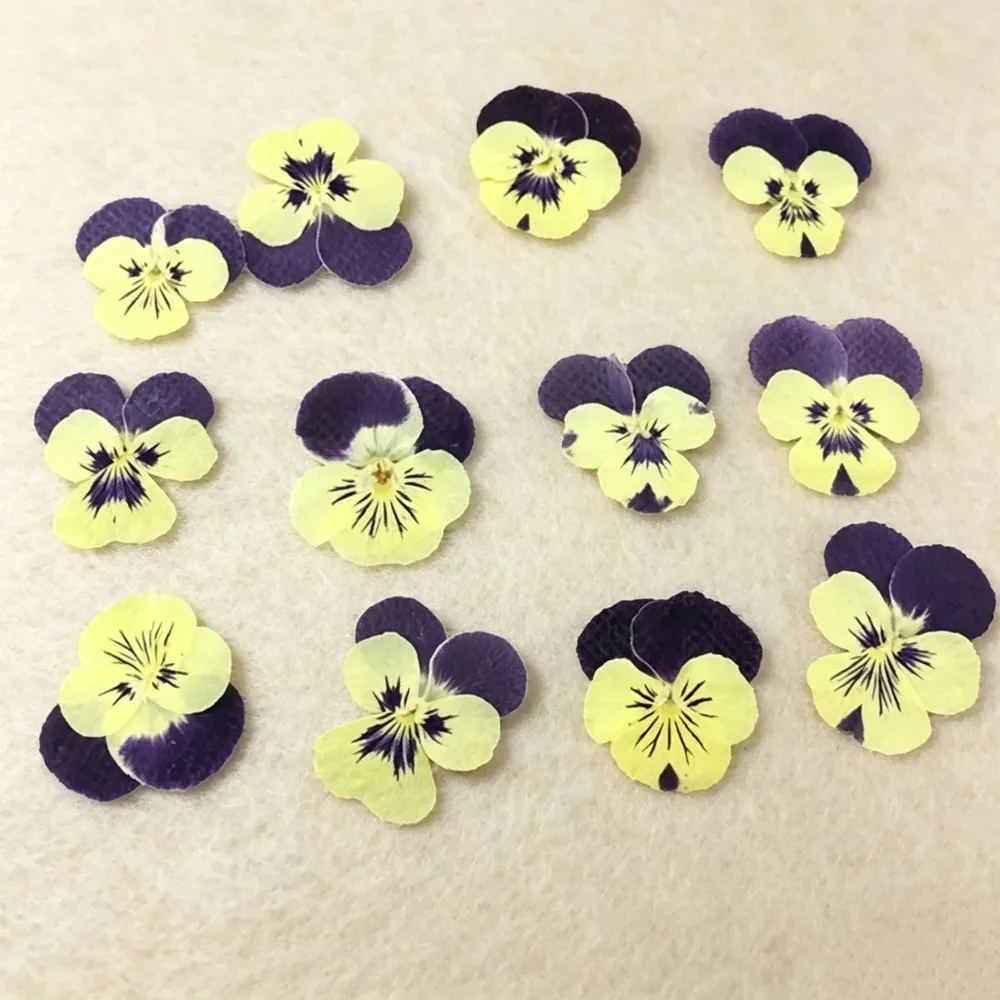 Lot de 60 fleurs de pensée tricolores séchées pour bijoux et cartes