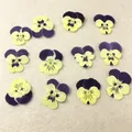 Lot de 60 fleurs de pensée tricolores séchées pour bijoux et cartes – Couleur Color-6 1-3cm