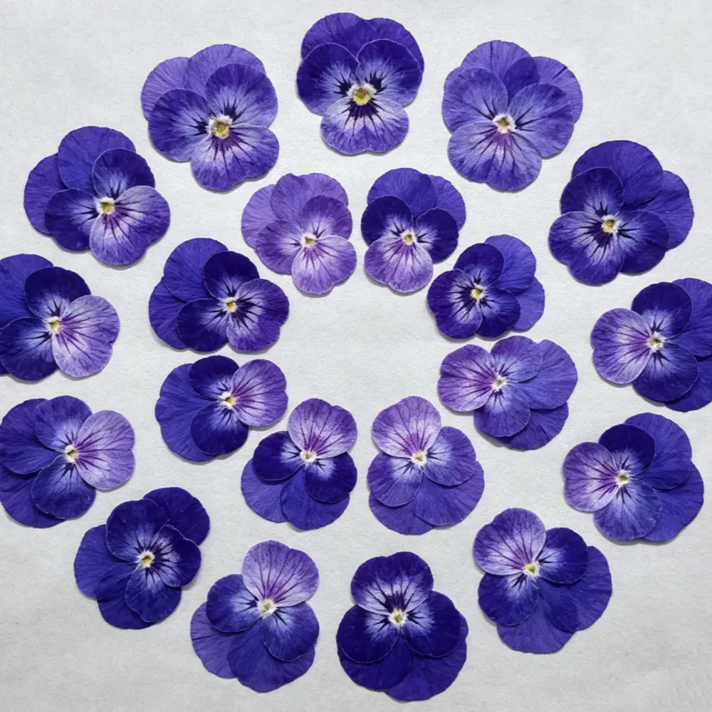 Lot de 60 fleurs de pensée tricolores séchées pour bijoux et cartes