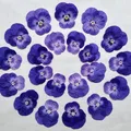 Lot de 60 fleurs de pensée tricolores séchées pour bijoux et cartes – Couleur Color-17 2-4cm