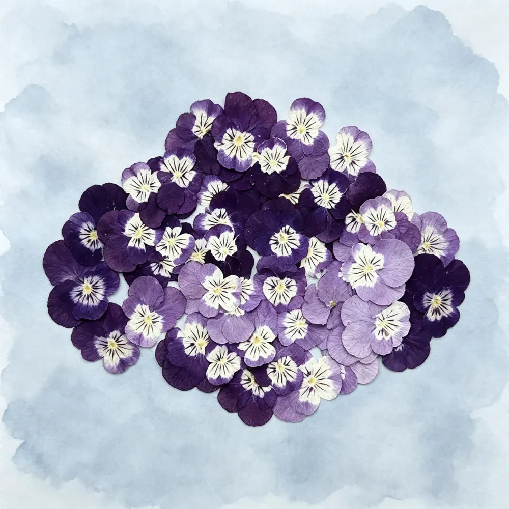 Lot de 60 fleurs de pensée tricolores séchées pour bijoux et cartes