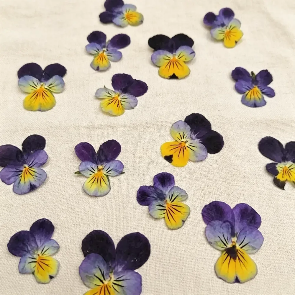 Lot de 60 fleurs de pensée tricolores séchées pour bijoux et cartes
