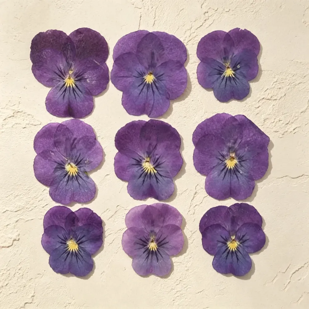 Lot de 60 fleurs de pensée tricolores séchées pour bijoux et cartes