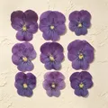 Lot de 60 fleurs de pensée tricolores séchées pour bijoux et cartes – Couleur Color-4 1-4cm