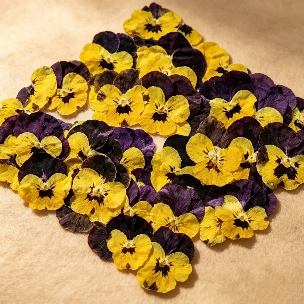 Lot de 60 fleurs de pensée tricolores séchées pour bijoux et cartes