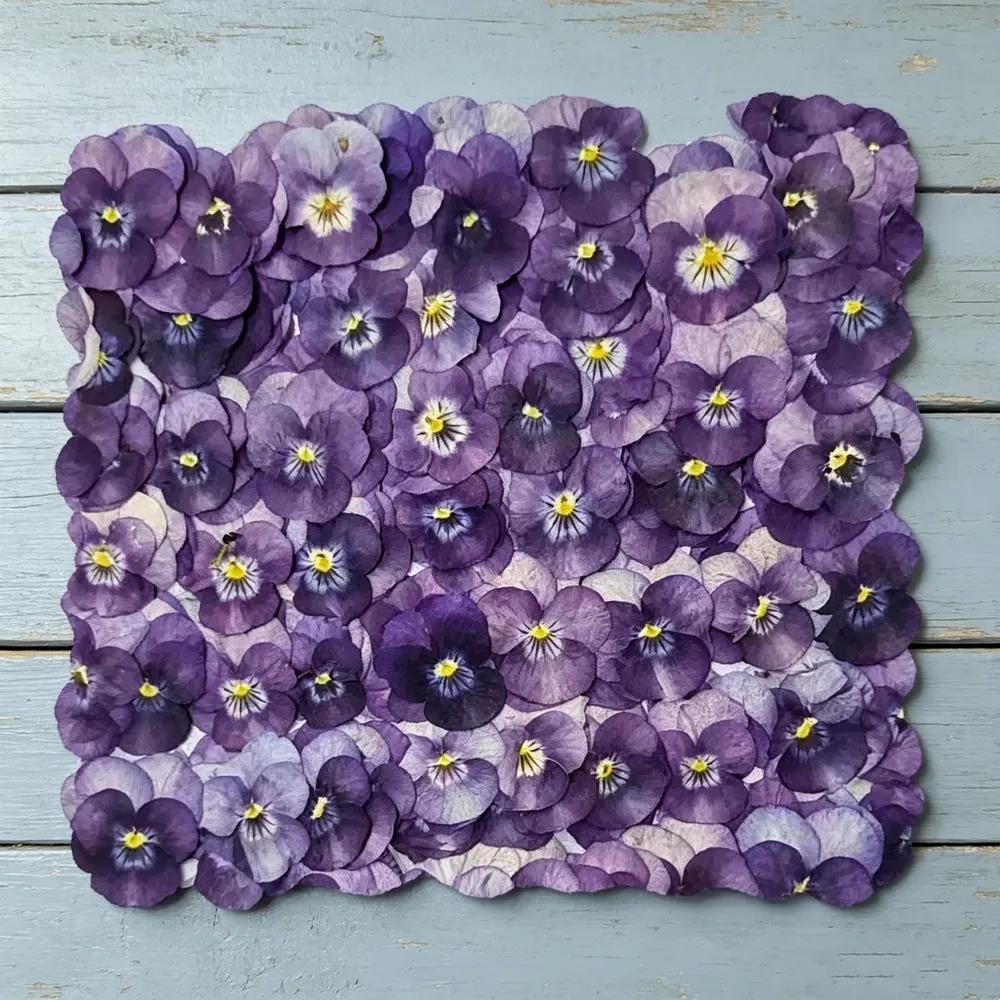 Lot de 60 fleurs de pensée tricolores séchées pour bijoux et cartes