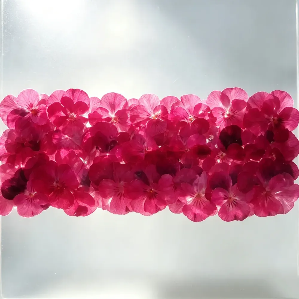Lot de 60 fleurs de pensée tricolores séchées pour bijoux et cartes