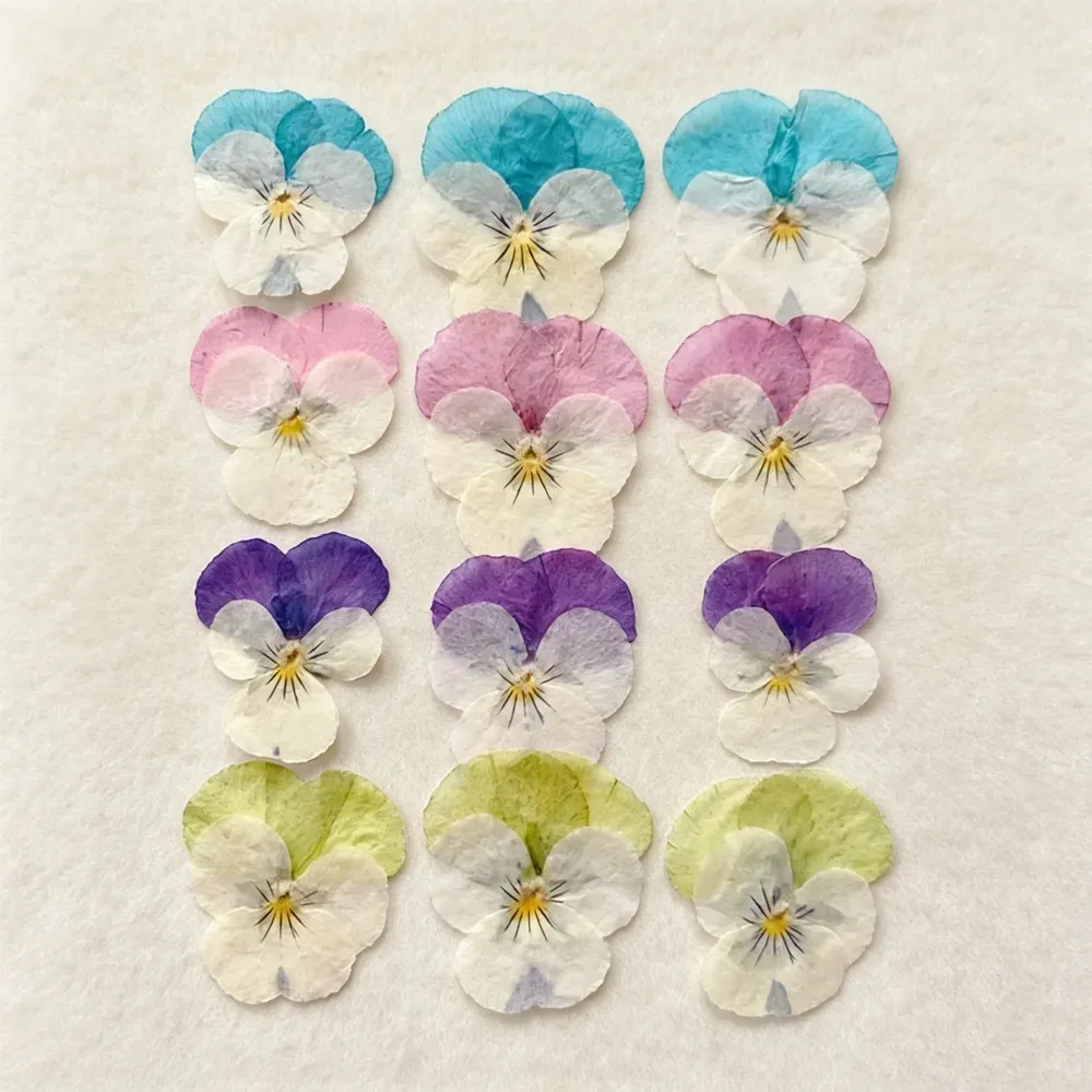 Lot de 60 fleurs de pensée tricolores séchées pour bijoux et cartes