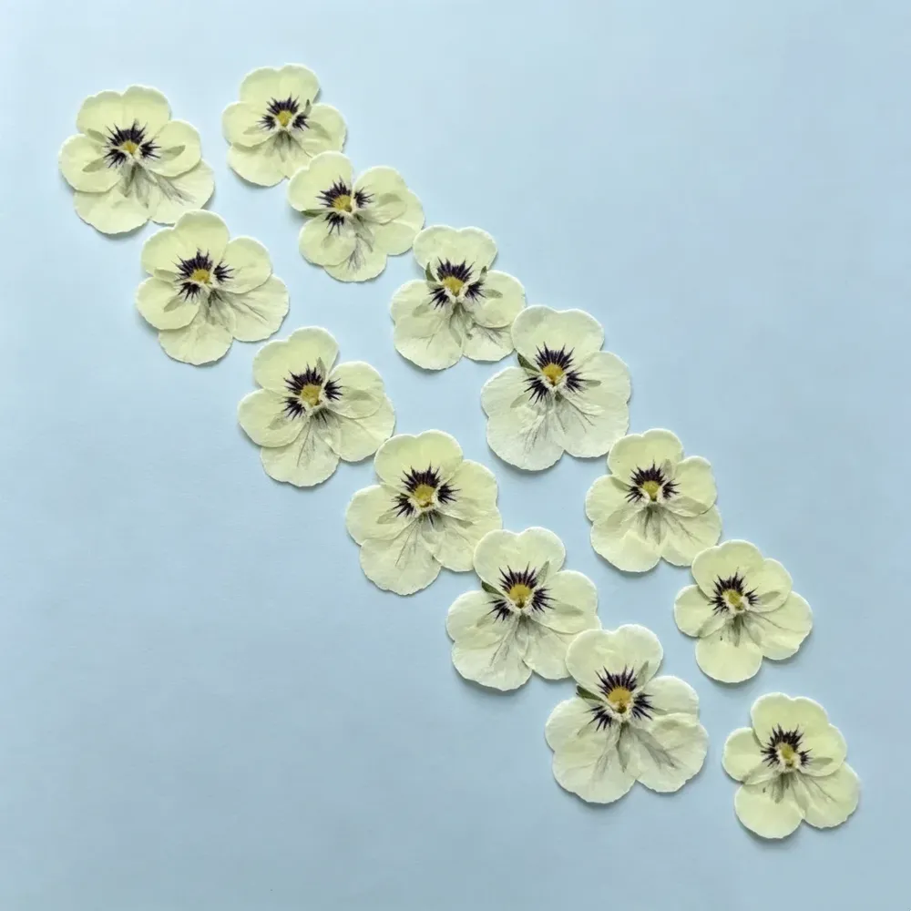 Lot de 60 fleurs de pensée tricolores séchées pour bijoux et cartes