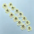 Lot de 60 fleurs de pensée tricolores séchées pour bijoux et cartes – Couleur Color-7 1-3cm