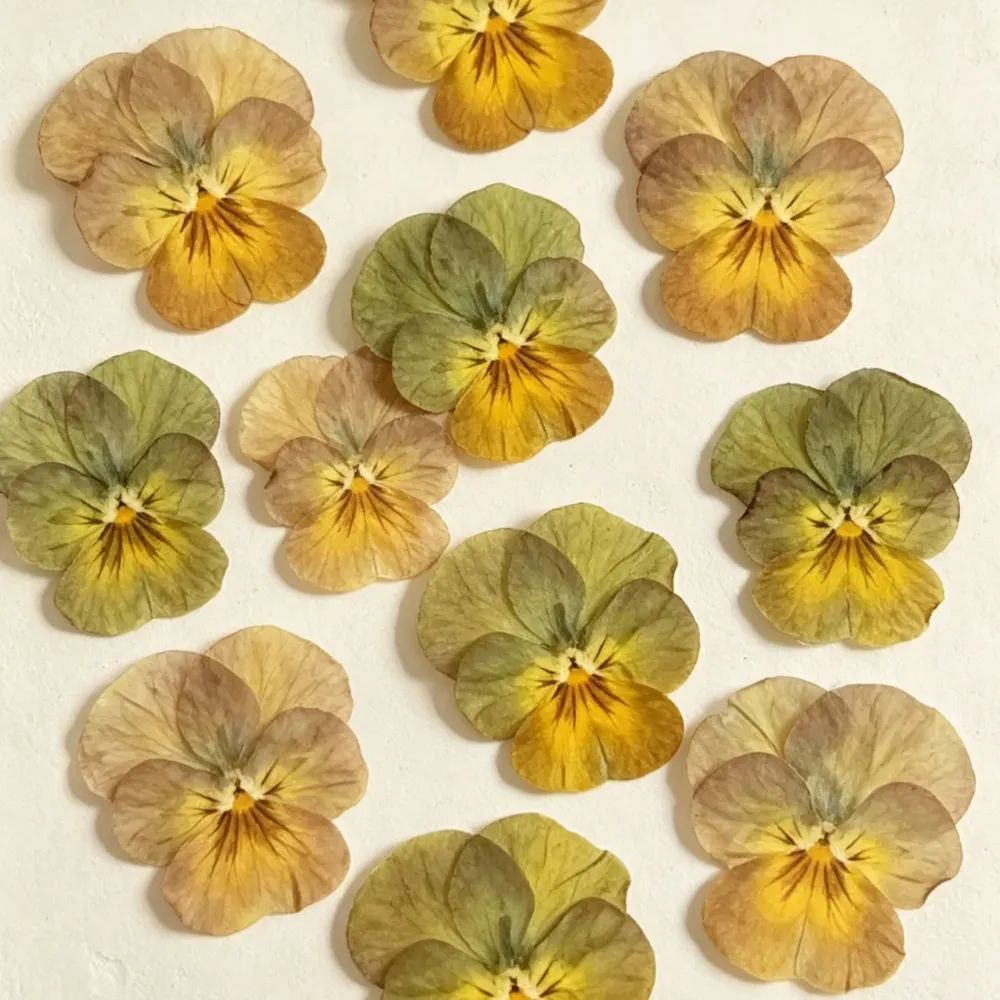 Lot de 60 fleurs de pensée tricolores séchées pour bijoux et cartes