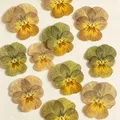 Lot de 60 fleurs de pensée tricolores séchées pour bijoux et cartes – Couleur Color-23 2-3cm